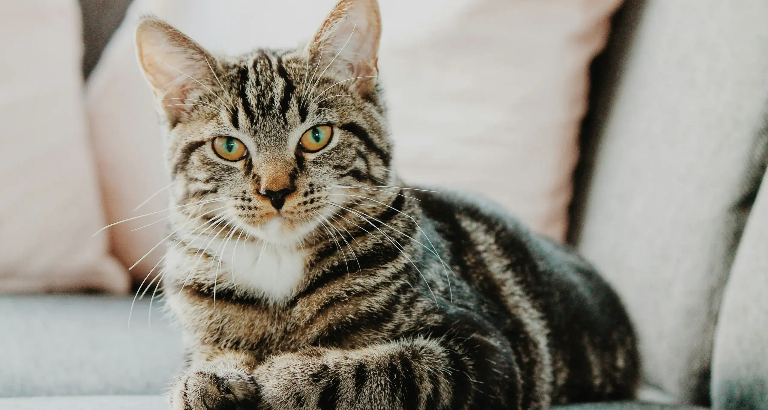 Ciclone Harry, scatta la solidarietà per i gatti del lungomare a Cagliari