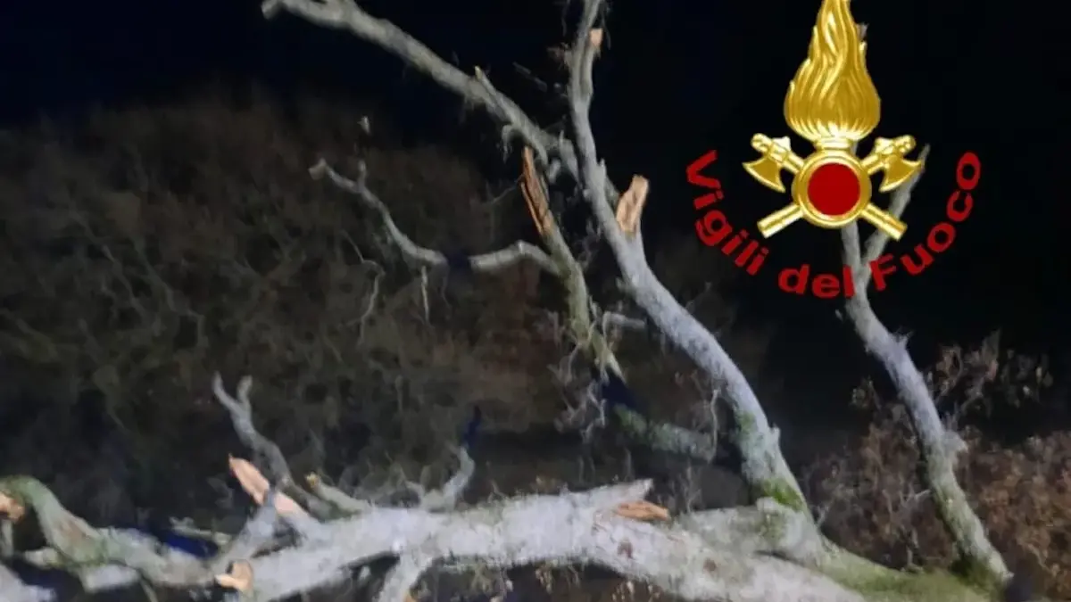 Maltempo in Sardegna: albero caduto blocca la SP 128 bis, Vigili del fuoco di Bono in azione