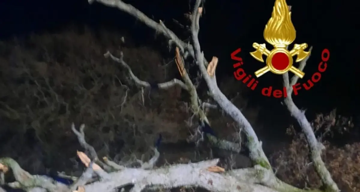 Maltempo in Sardegna: albero caduto blocca la SP 128 bis, Vigili del fuoco di Bono in azione
