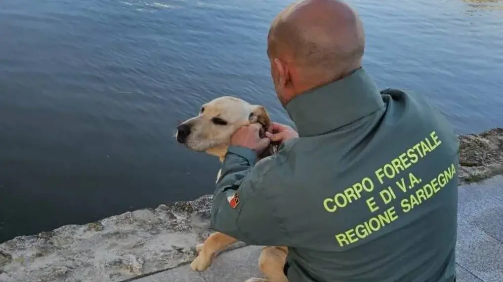 Labrador intrappolato in un canale nel parco di Molentargius, salvato dagli agenti della Forestale