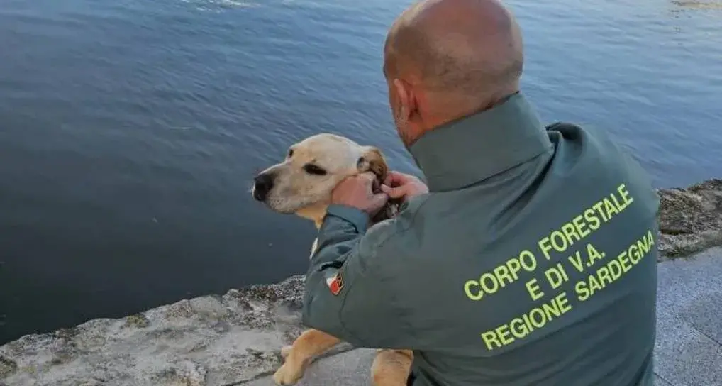 Labrador intrappolato in un canale nel parco di Molentargius, salvato dagli agenti della Forestale