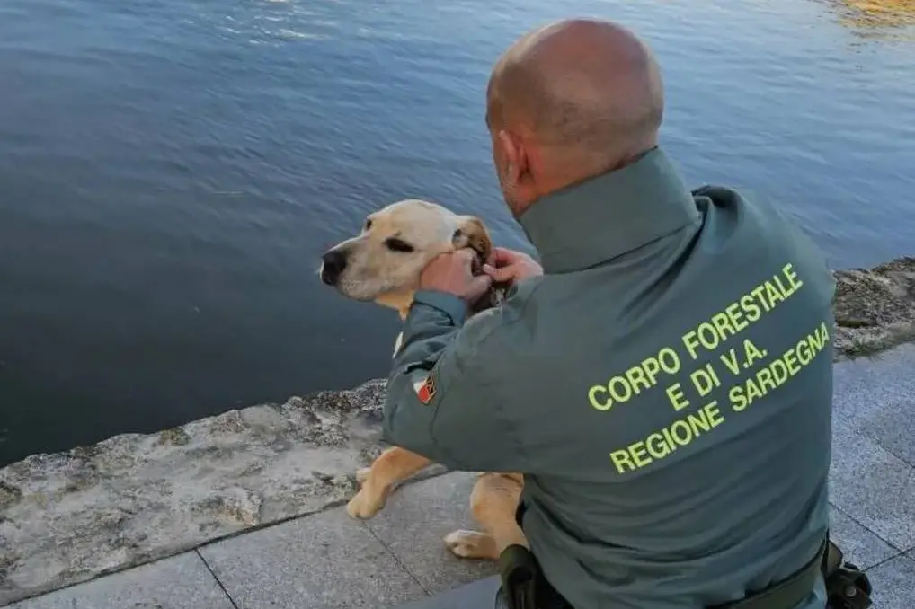 Labrador intrappolato in un canale nel parco di Molentargius, salvato dagli agenti della Forestale