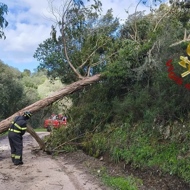 Vento forte, oltre cento interventi nel Nord Sardegna | LE IMMAGINI |