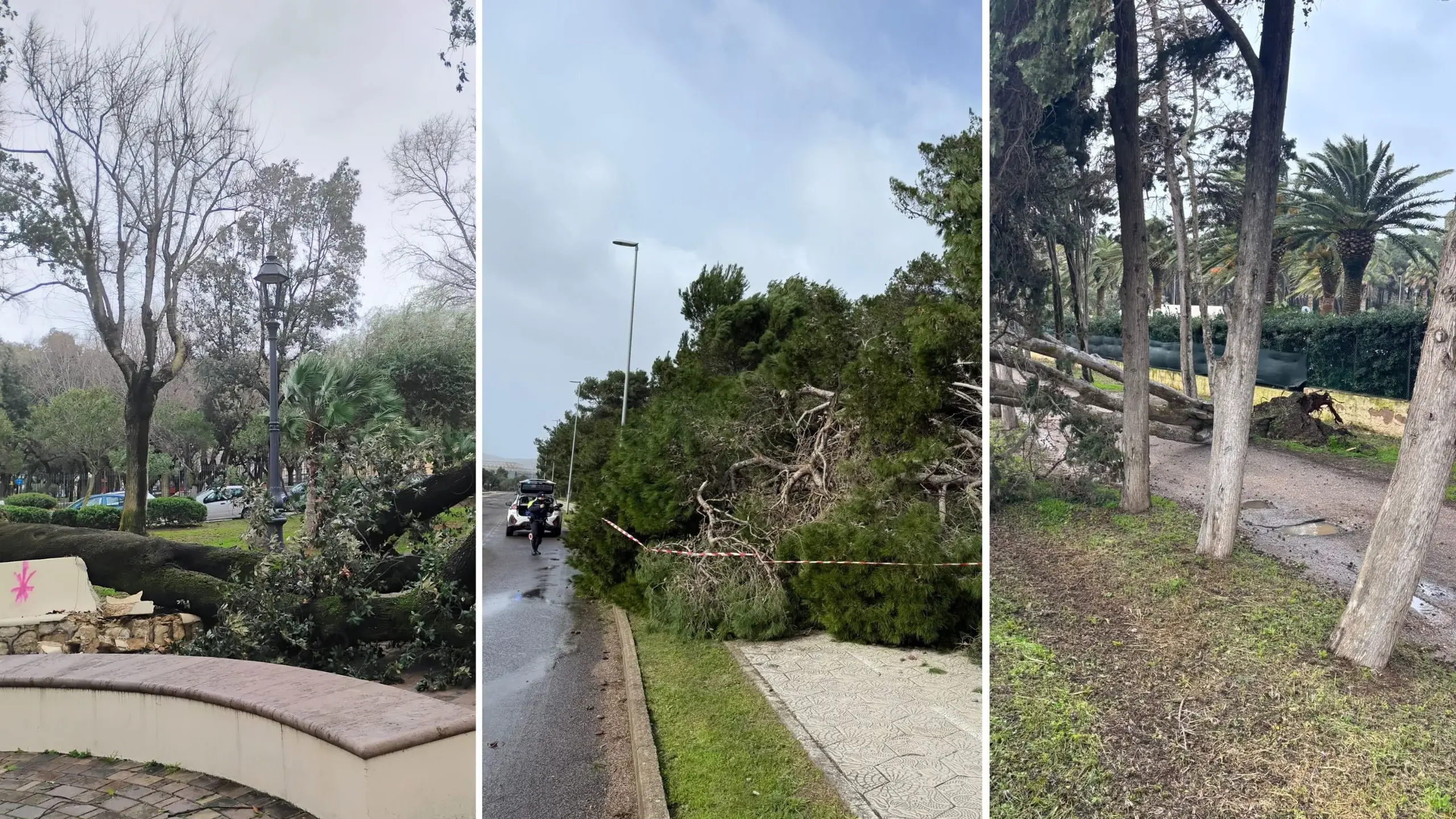 Alghero. Pini sradicati e strade invase dagli alberi: il Maestrale provoca danni in città