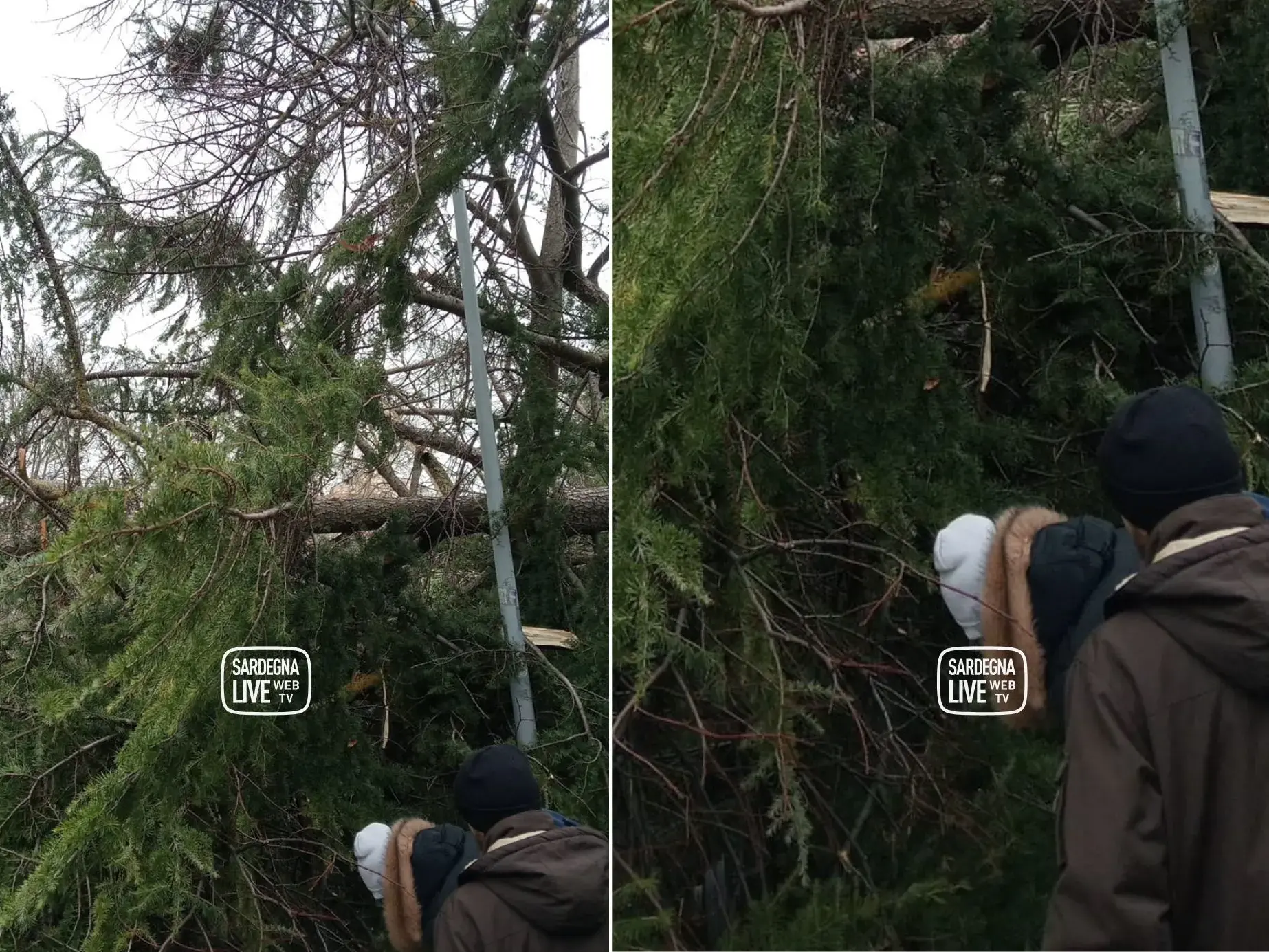 Sassari. Albero cade ai giardini pubblici: ragazzina rimane incastrata, soccorsa da una passante