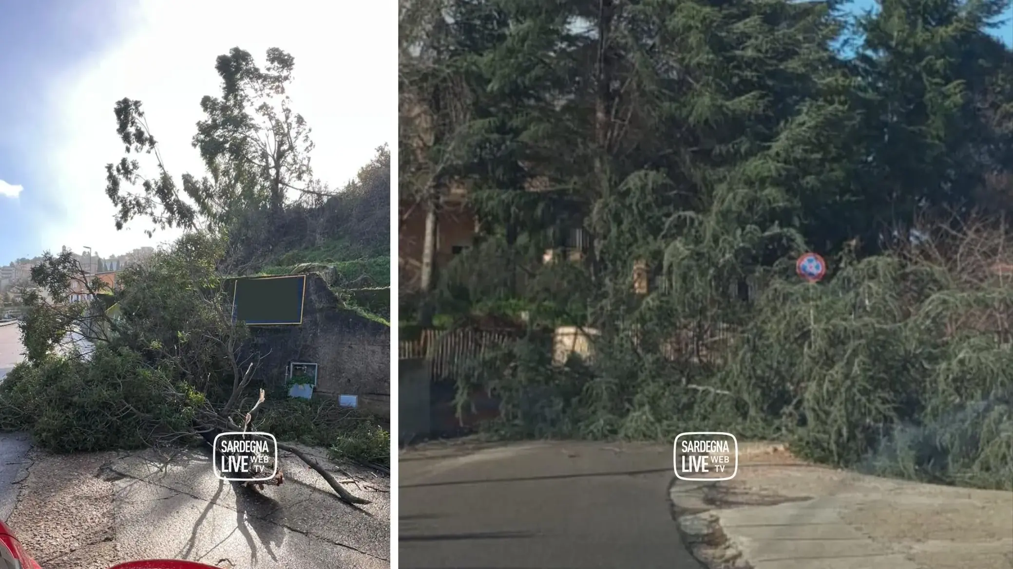 Lanusei. Alberi caduti in Piazza Girilonga e vicino al Liceo Leonardo Da Vinci