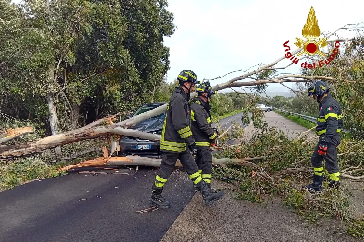 <p>Foto: albero caduto ad Arzachena</p>\\n