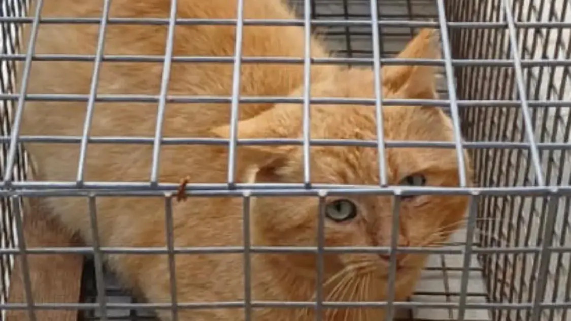 Gatti scomparsi nelle campagne di Sassari: trovati in gabbie minuscole. Denunciato un uomo