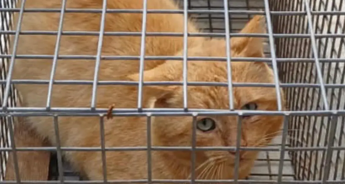 Gatti scomparsi nelle campagne di Sassari: trovati in gabbie minuscole. Denunciato un uomo