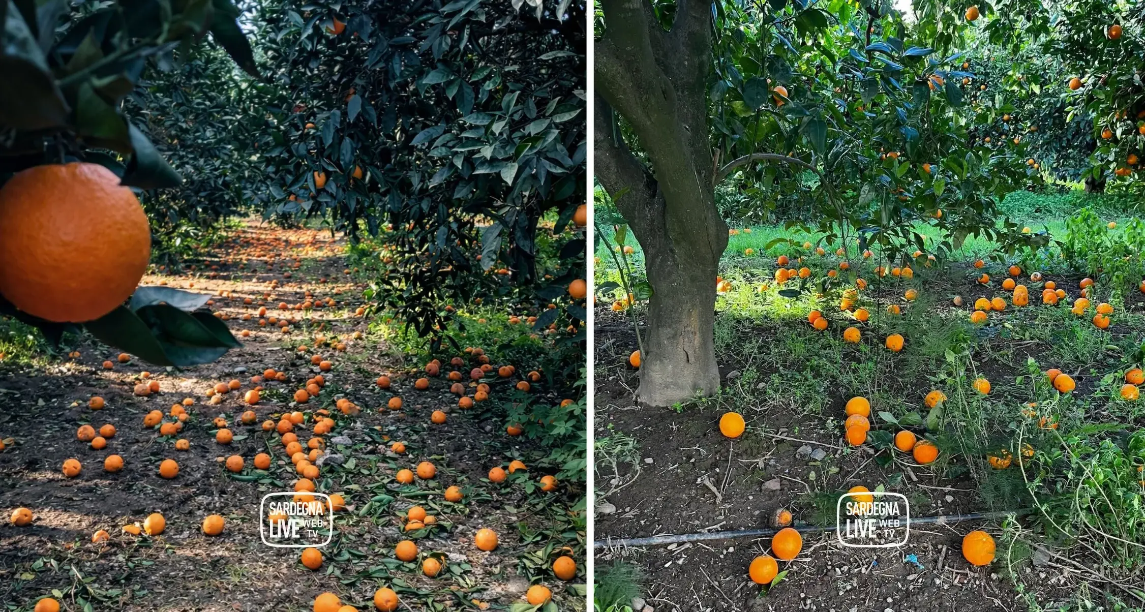 Muravera. Il vento devasta gli agrumeti: raccolti distrutti e paese ancora alle prese con l’emergenza