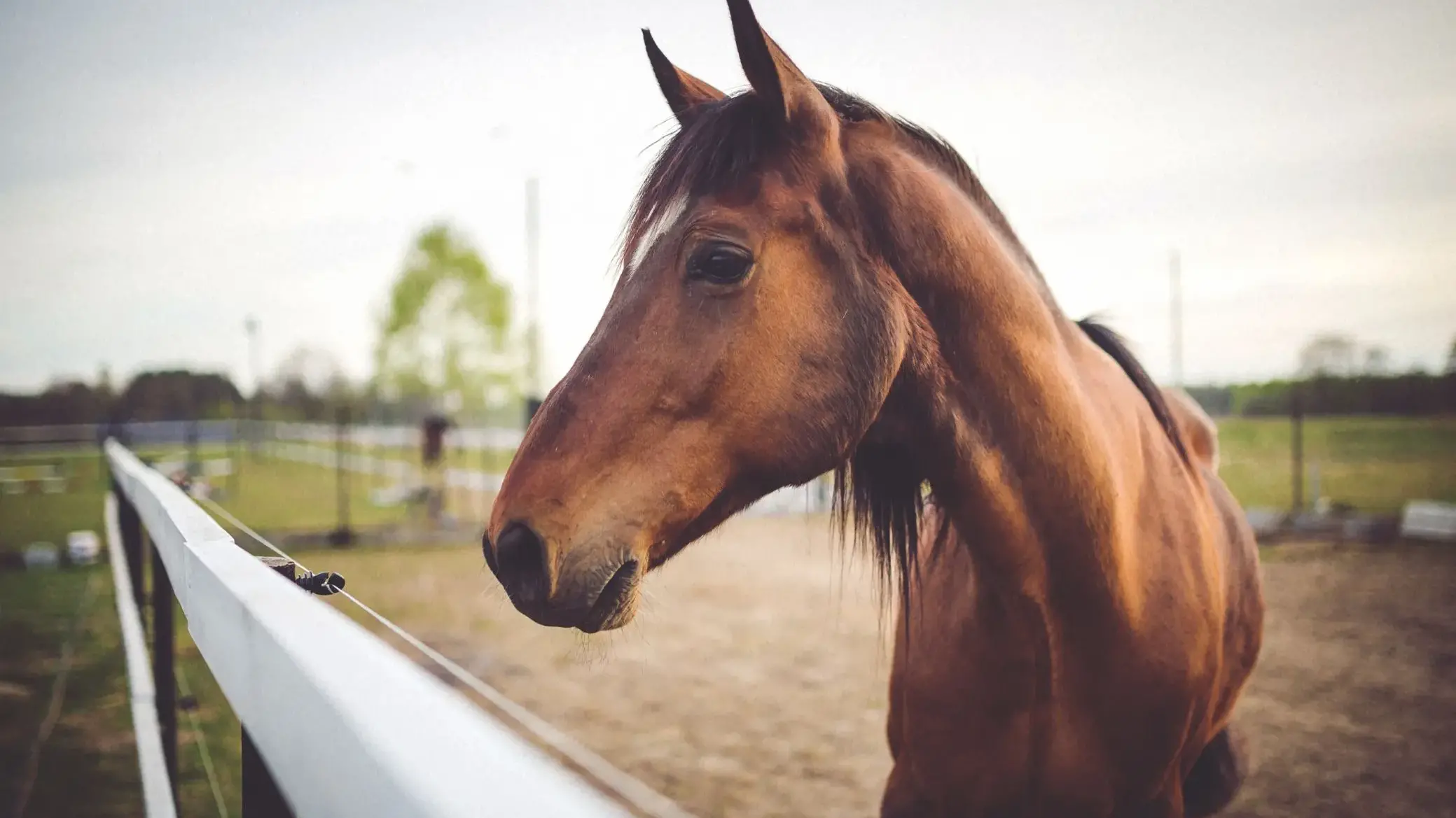 Stop alla carne di cavallo: alla Camera parte l’iter per riconoscere gli equini come animali d’affezione