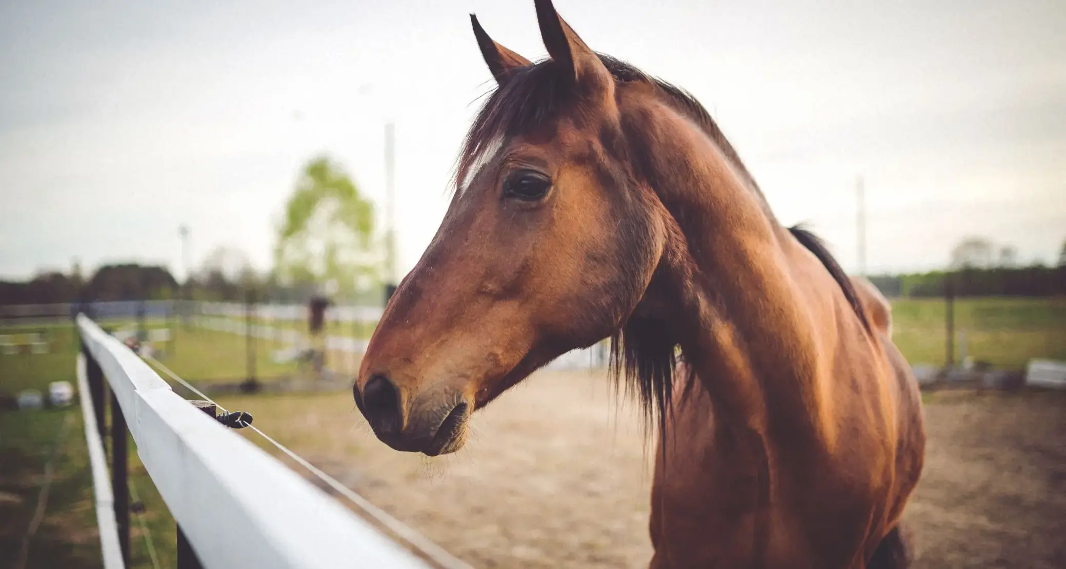 Stop alla carne di cavallo: alla Camera parte l’iter per riconoscere gli equini come animali d’affezione