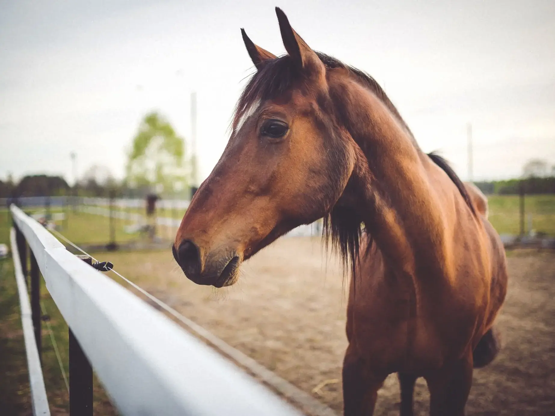 Stop alla carne di cavallo: alla Camera parte l’iter per riconoscere gli equini come animali d’affezione