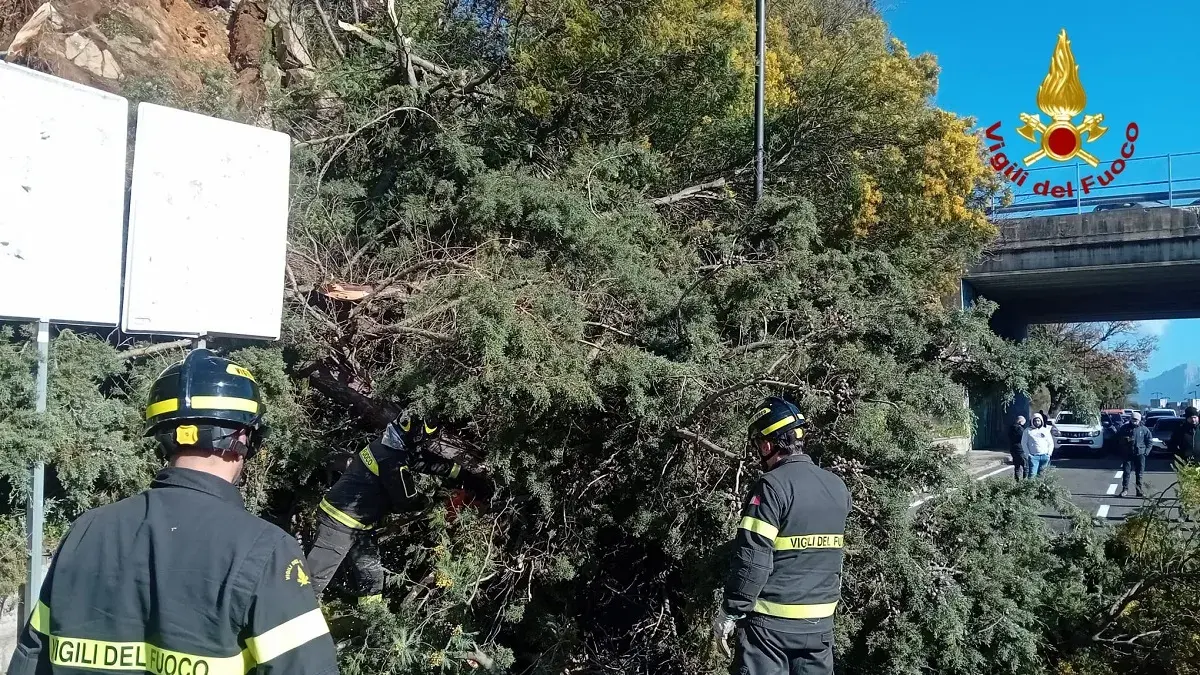 Albero cade sulla carreggiata, strada chiusa a Nuoro