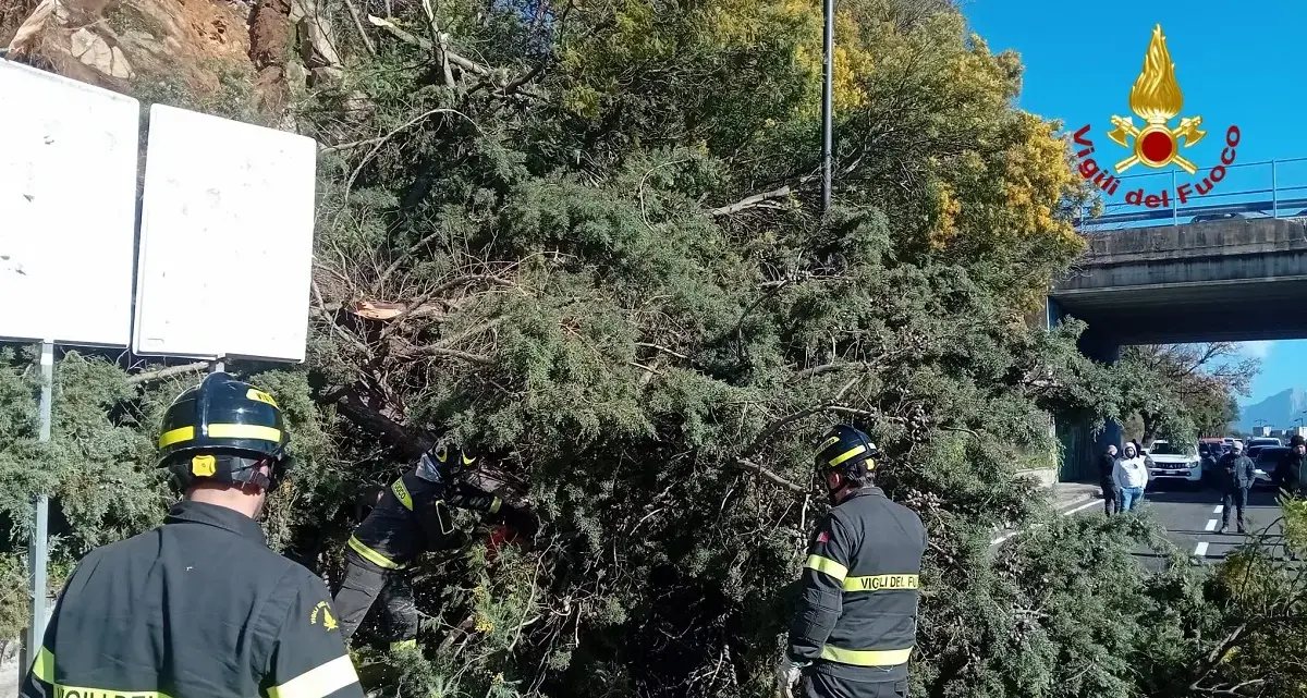 Albero cade sulla carreggiata, strada chiusa a Nuoro