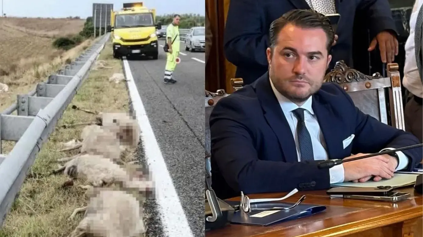 Muros, 22 pecore travolte sulla SS 131, il sindaco Tolu: \"Nessuna competenza comunale\"