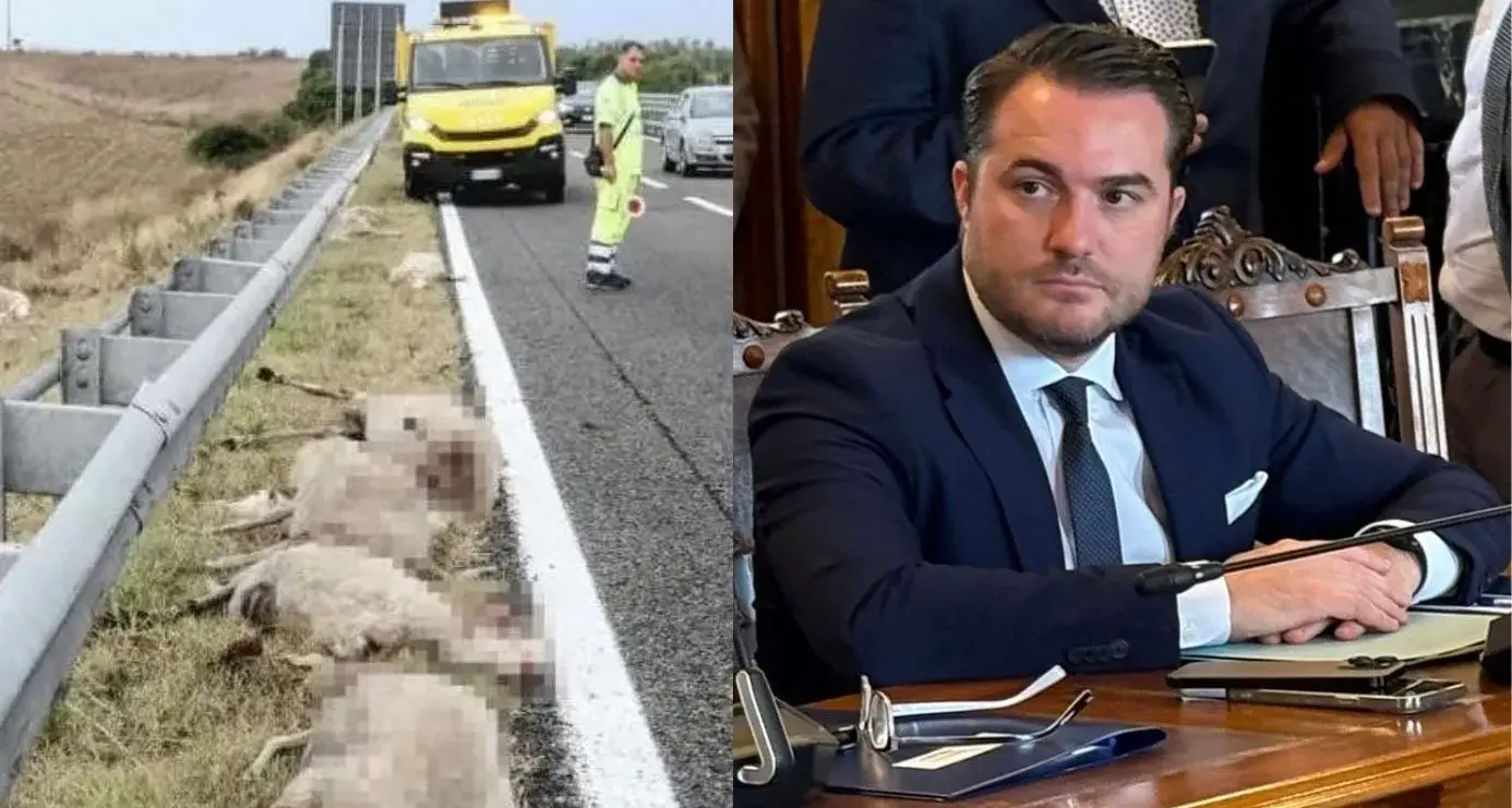 Muros, 22 pecore travolte sulla SS 131, il sindaco Tolu: \"Nessuna competenza comunale\"