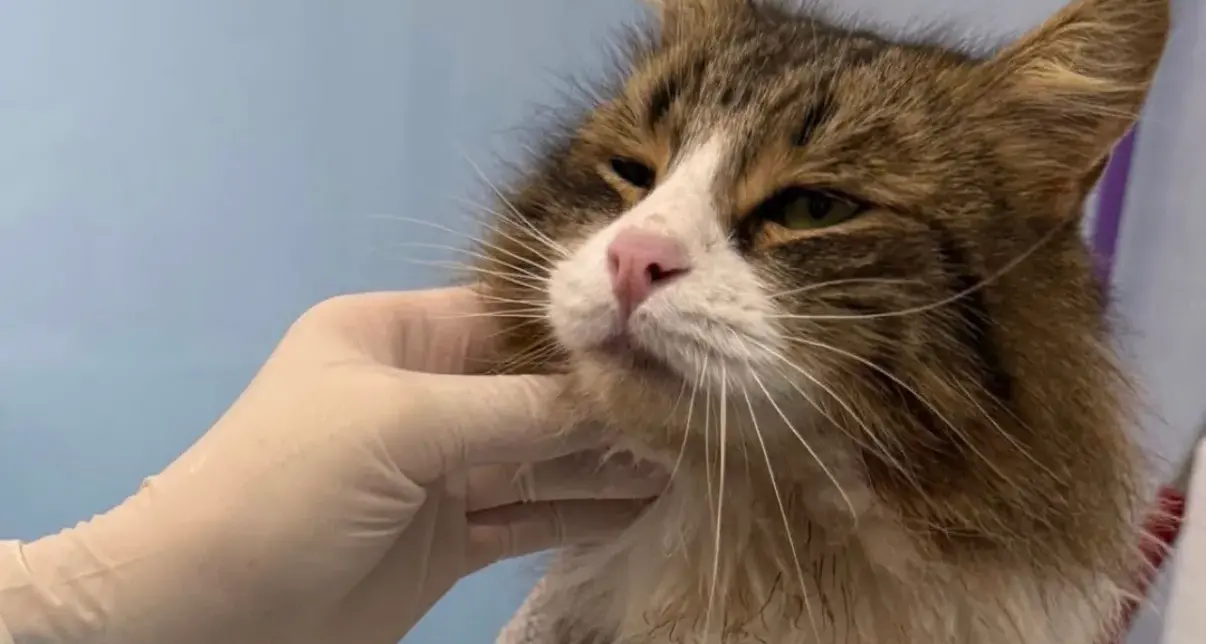 Ferito da colpi di pistola a piombini, il gatto Dyson si sta riprendendo grazie alle cure