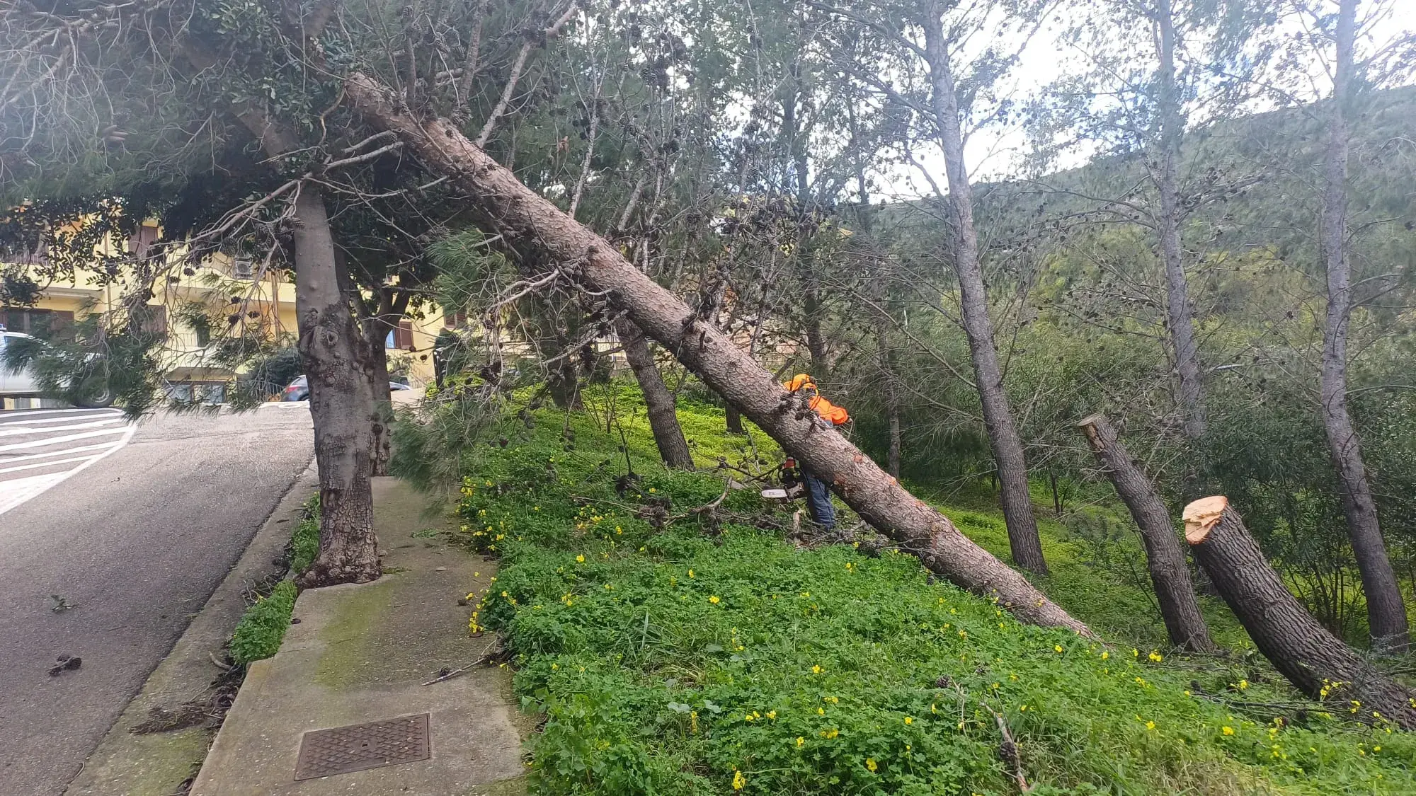 Maltempo a Muravera: scatta l'obbligo di potatura per i privati