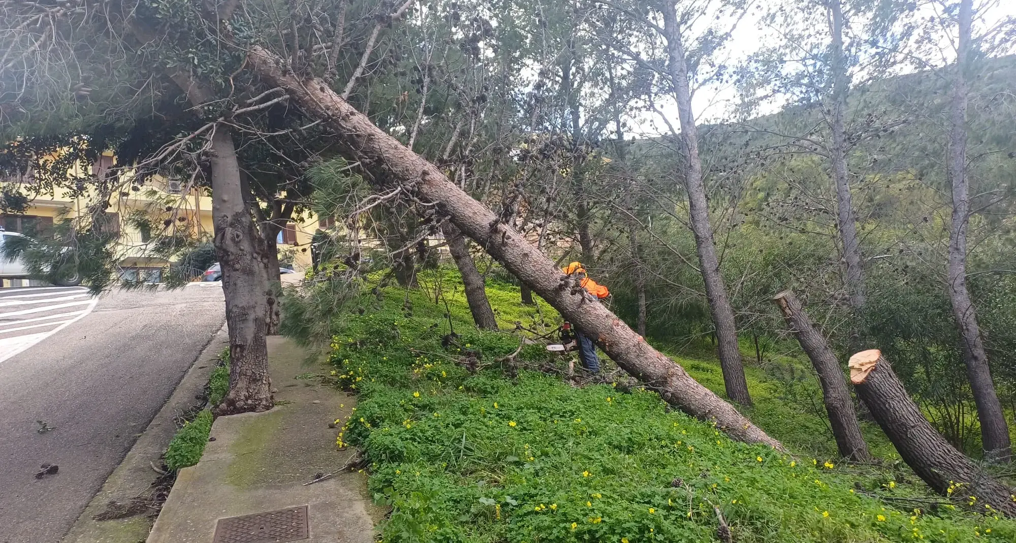 Maltempo a Muravera: scatta l'obbligo di potatura per i privati