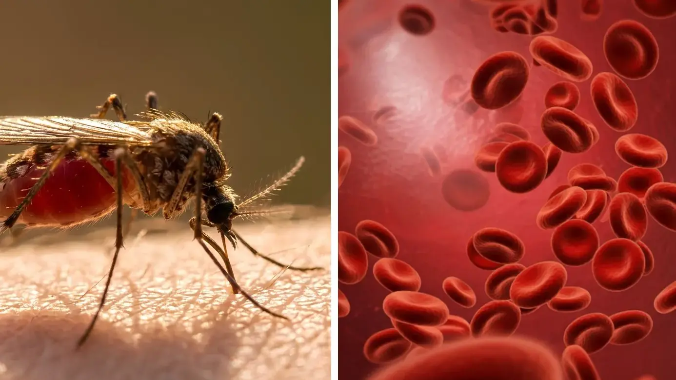 Nel Dna dei sardi una difesa naturale contro la malaria: lo studio pubblicato su Nature
