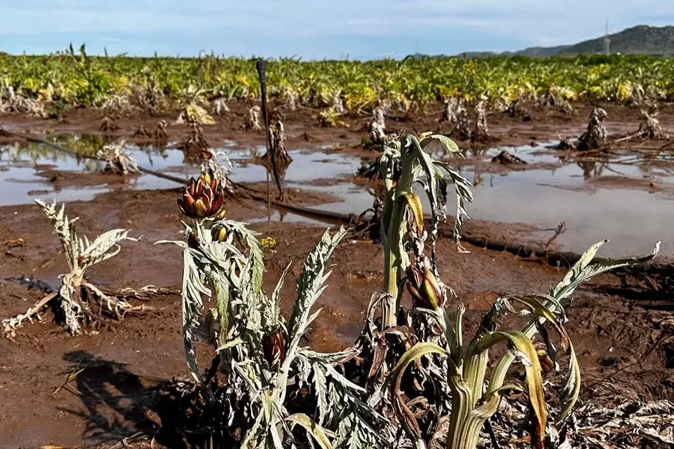Maltempo, l’agricoltura sarda in ginocchio: danni già oltre i 30 milioni