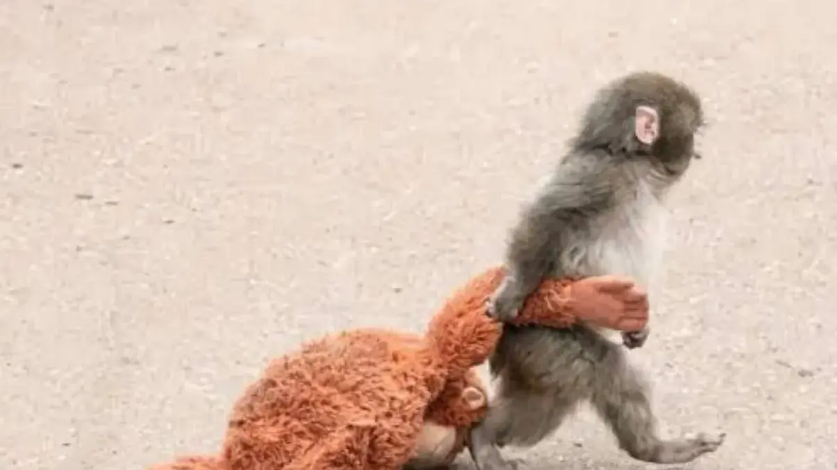 La rinascita del piccolo Punch-kun: il macaco che ha conquistato i cuori