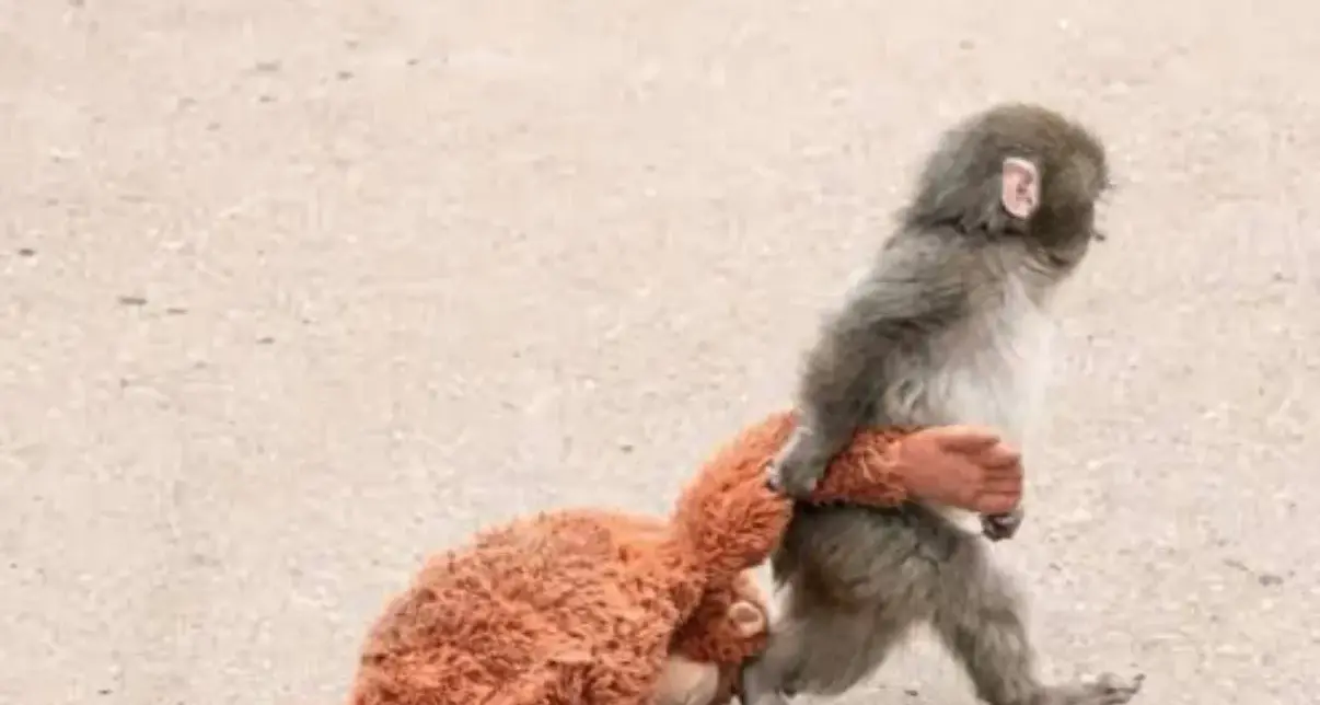 La rinascita del piccolo Punch-kun: il macaco che ha conquistato i cuori