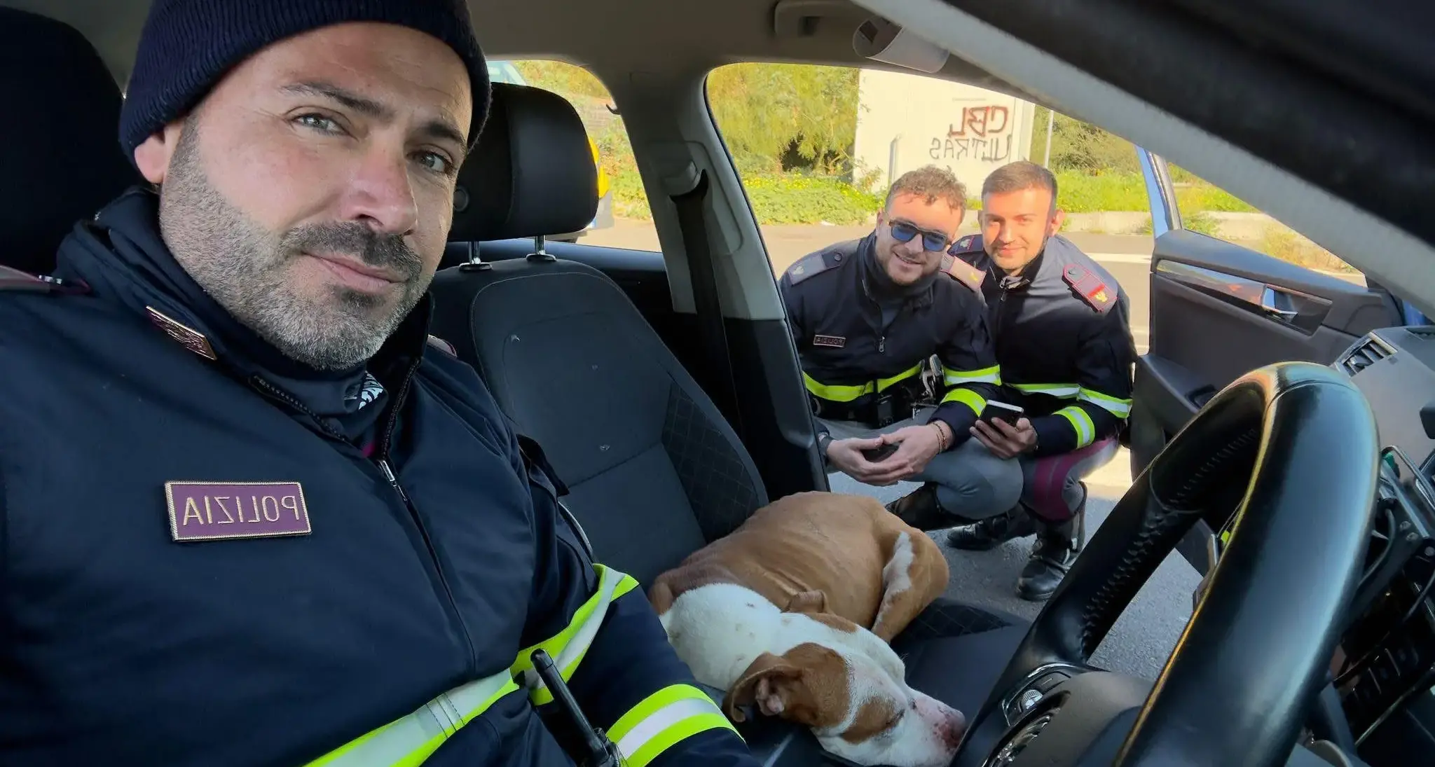 Pitbull smarrito entra nell’auto della Polizia Stradale e non vuole più uscire