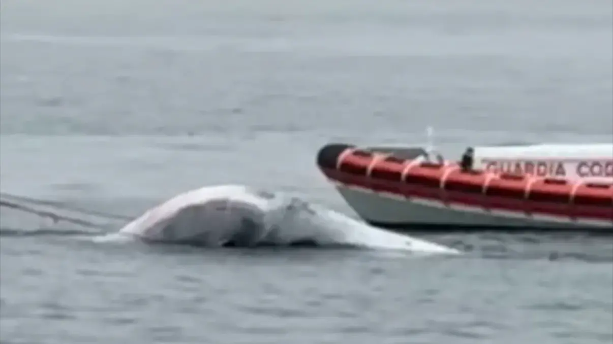 Balenottera trovata morta a Napoli: interrotti i collegamenti marittimi