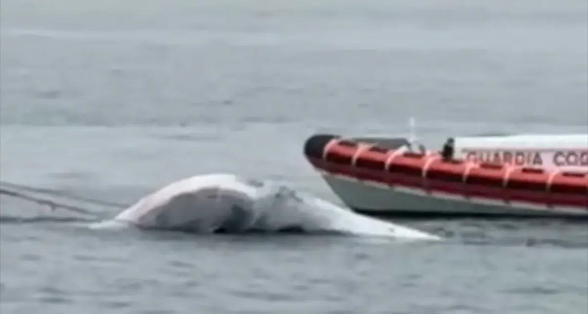Balenottera trovata morta a Napoli: interrotti i collegamenti marittimi