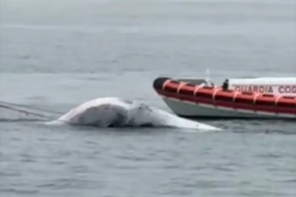 <p>Fotogramma da video di  di Massimo Sparnelli di Napoli Oggi</p>\\n
