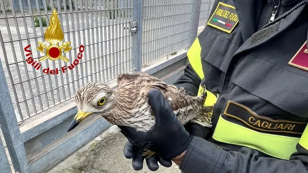 Volatile ferito e incastrato in una rete a Monserrato: liberato un esemplare di occhione