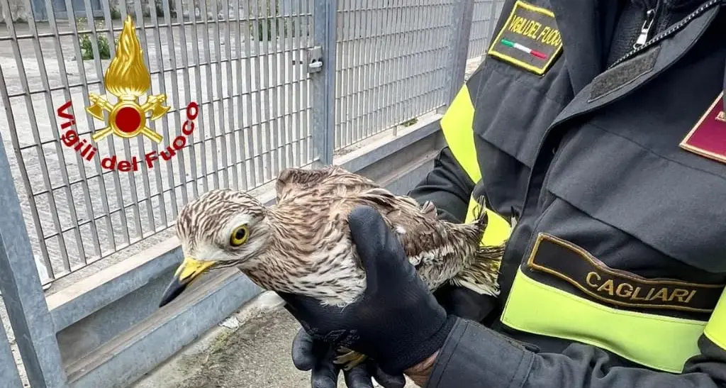 Volatile ferito e incastrato in una rete a Monserrato: liberato un esemplare di occhione