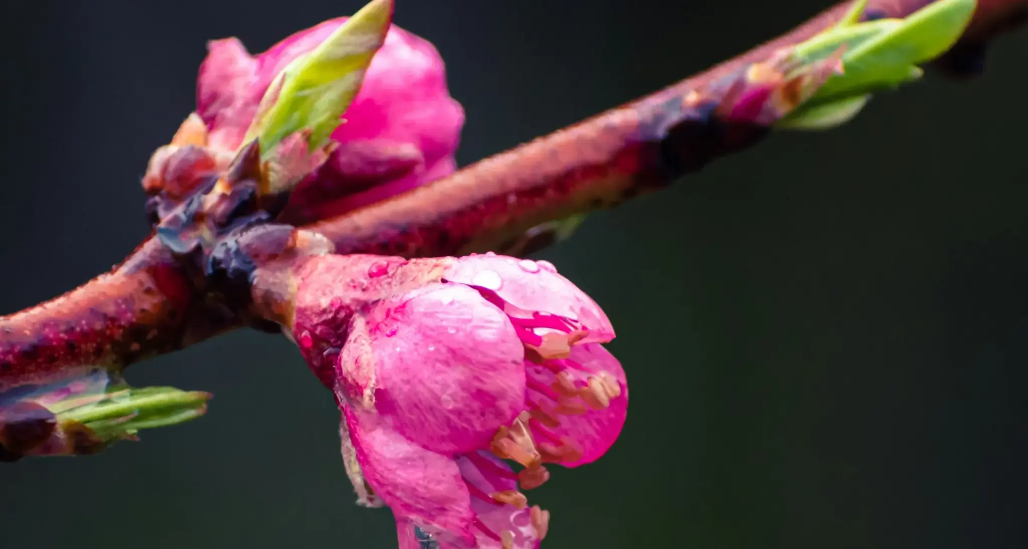 Primi acquazzoni primaverili in Sardegna: temporali isolati e temperature sopra la media