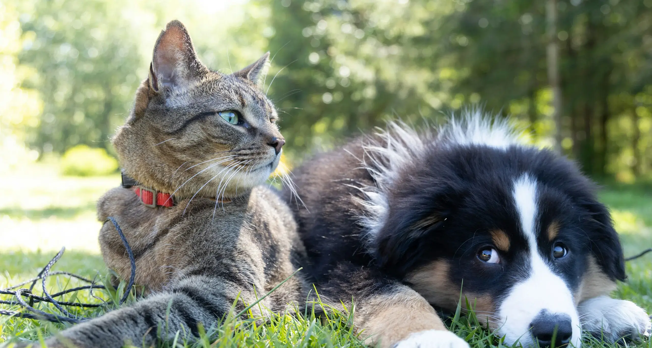 Sardegna prima regione a istituire regole per l'accoglienza degli animali domestici