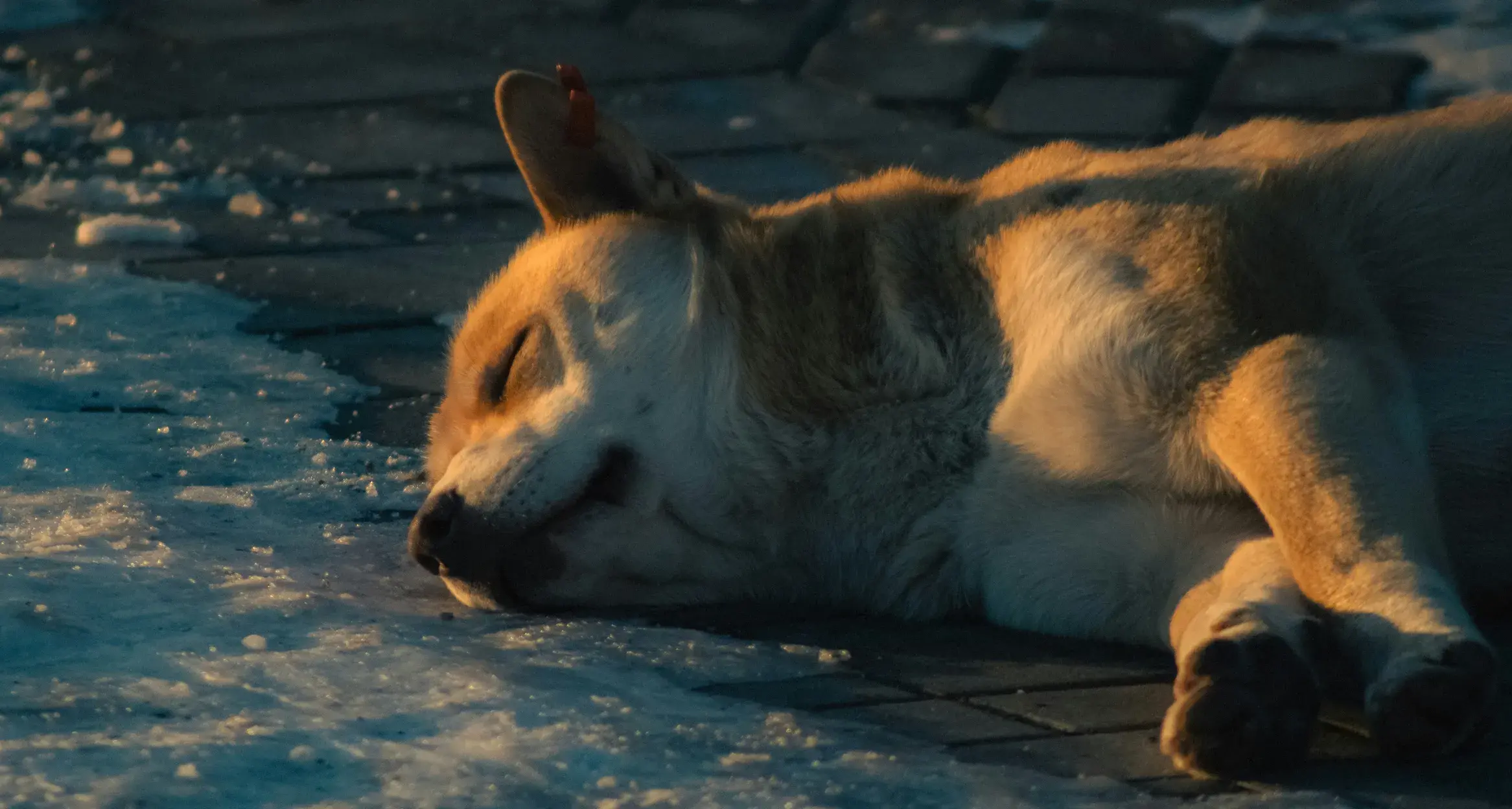 Crisi degli animali domestici a Dubai: abbandoni in aumento, richieste anche soppressioni