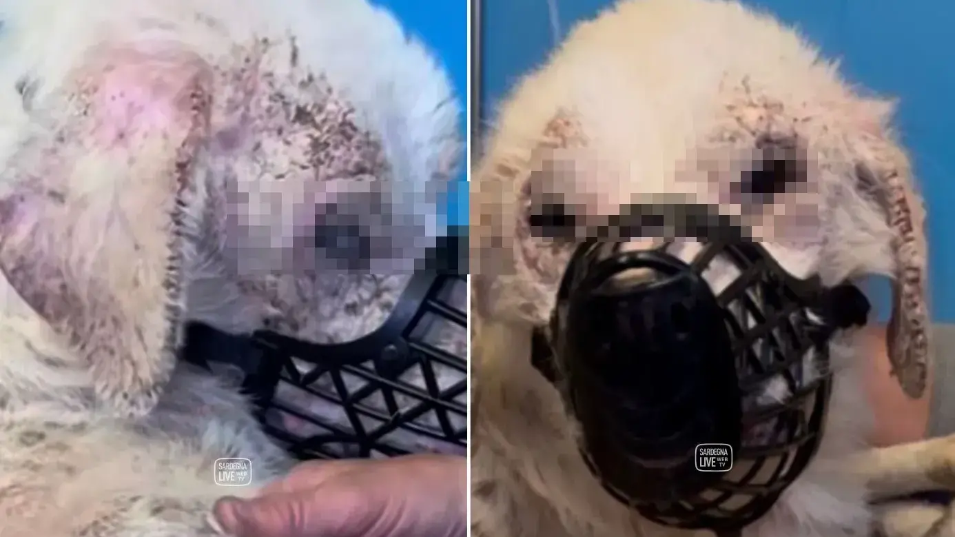 Hope, il cane abbandonato in campagna: lotta tra la vita e la morte a Cagliari