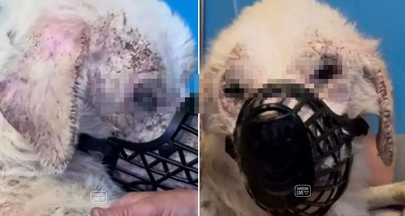 Hope, il cane abbandonato in campagna: lotta tra la vita e la morte a Cagliari