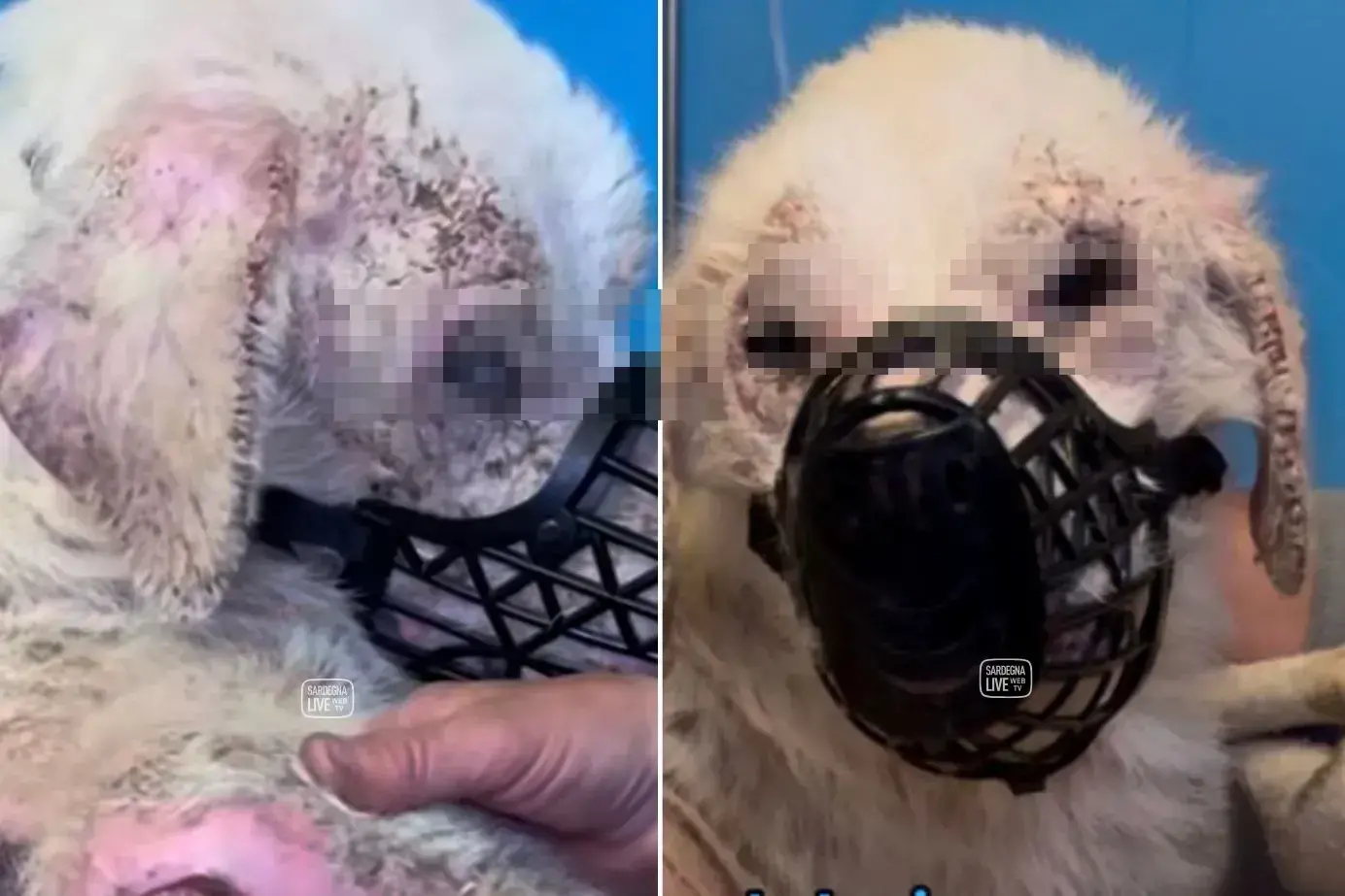 <p>Il piccolo Hope, fotogramma da video</p>\\n