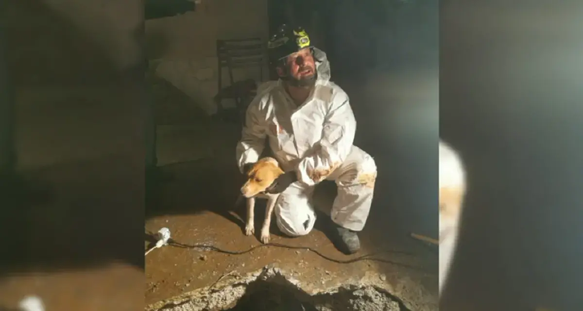 Teddy bloccato in un cunicolo: salvato dopo lungo intervento dai Vigili del fuoco