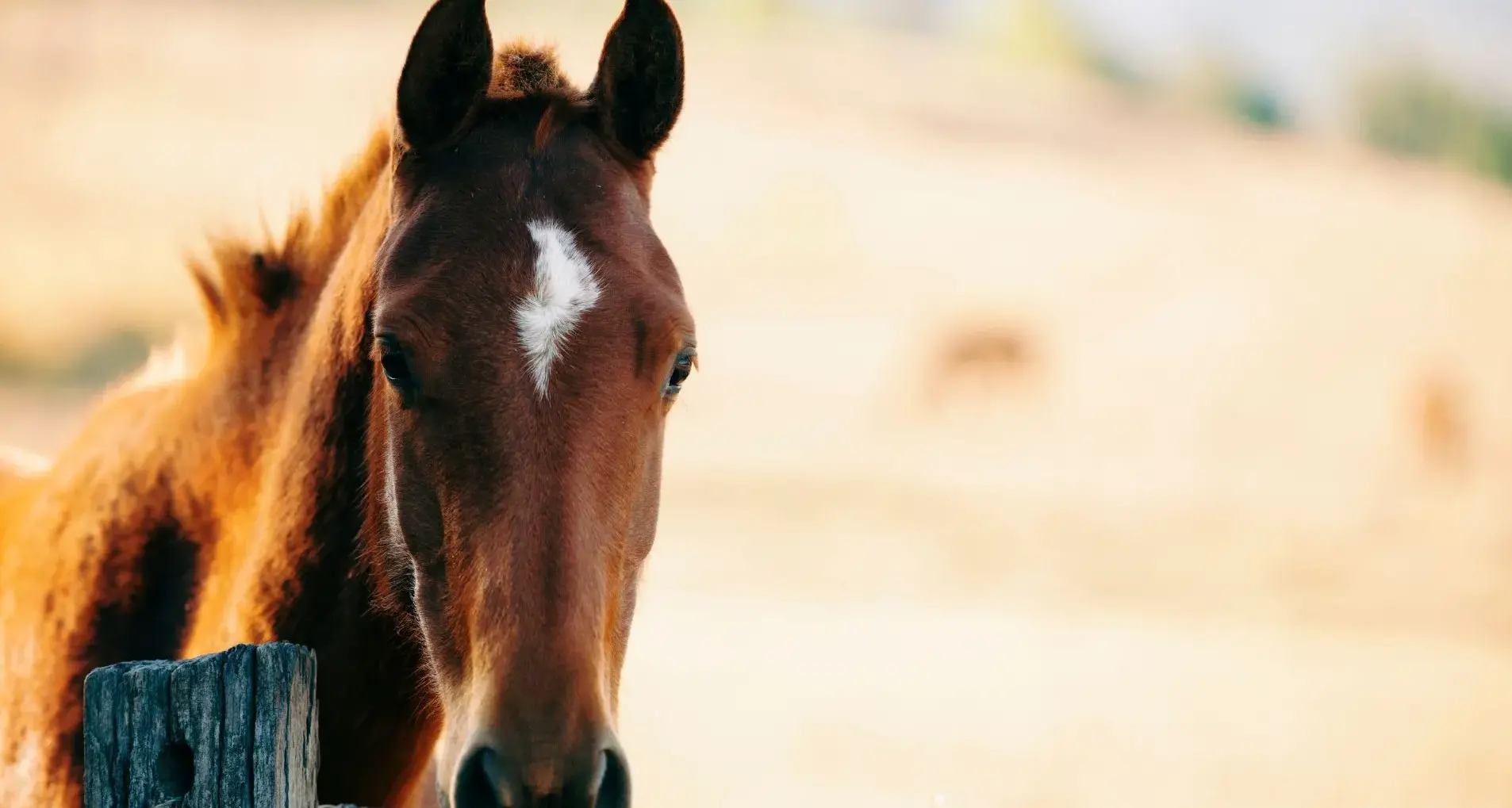 Cavalli al macello, il dibattito resta aperto: in Italia raccolte oltre 250mila firme, in Grecia è già vietato