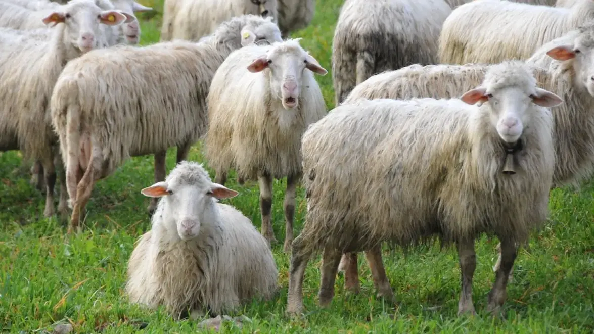 Bluetongue in Sardegna: al via la campagna vaccinale gratuita per gli ovini