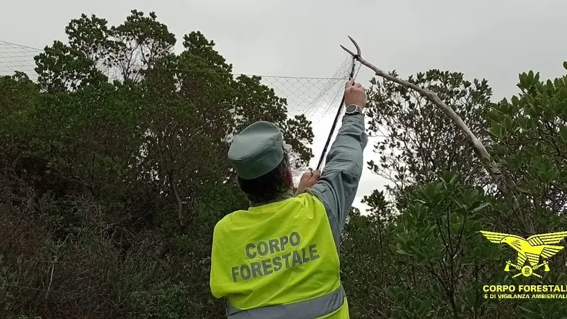 Bracconaggio nel Sulcis: reti e trappole illegali, liberati gheppio e barbagianni