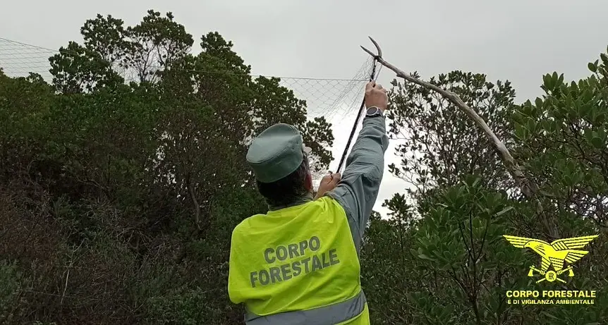 Bracconaggio nel Sulcis: reti e trappole illegali, liberati gheppio e barbagianni