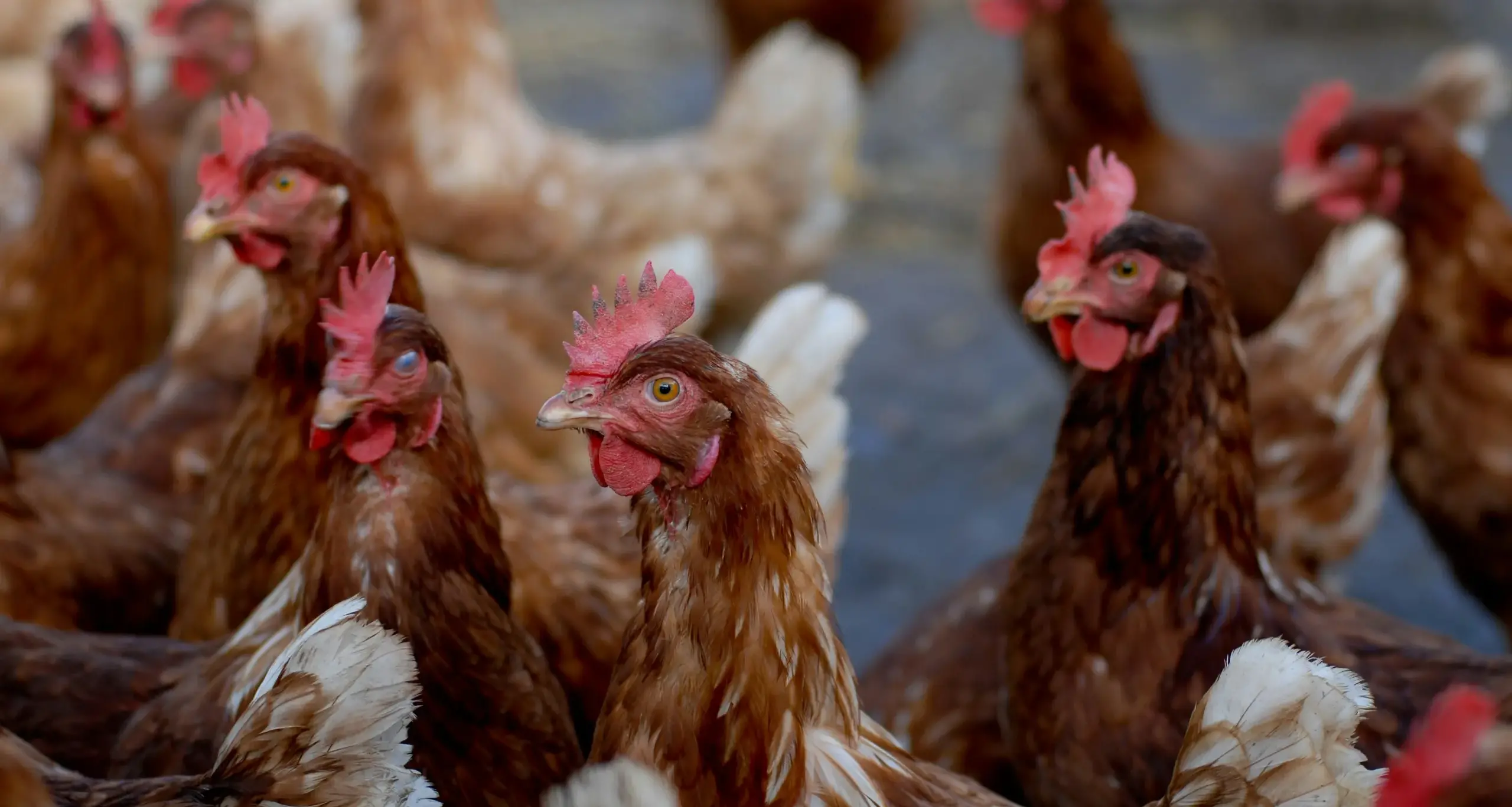 Individuato in Italia il primo caso europeo di influenza aviaria H9N2