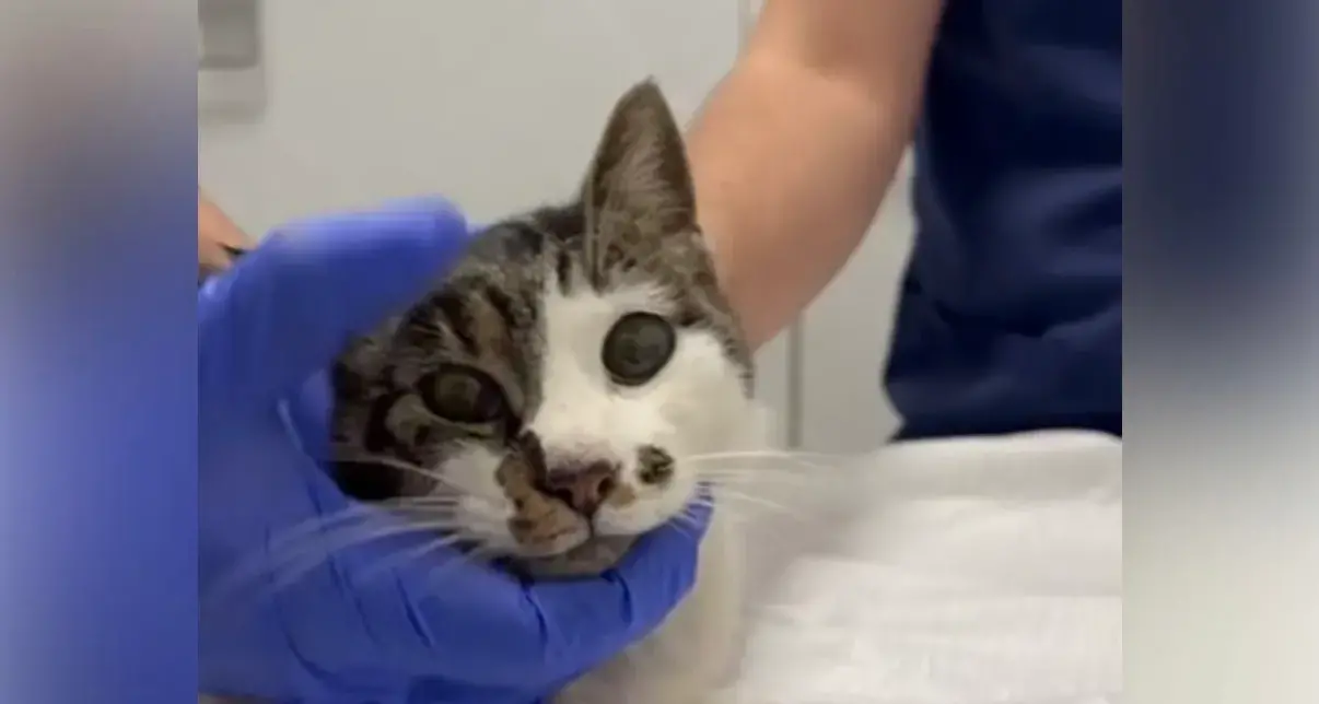 Gattina seviziata e lasciata agonizzante: orrore a Roma, Rosi lotta per la vita