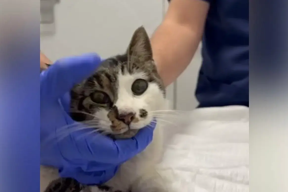 <p>Fotogramma da video Lega Nazionale per la Difesa del Cane</p>\\n