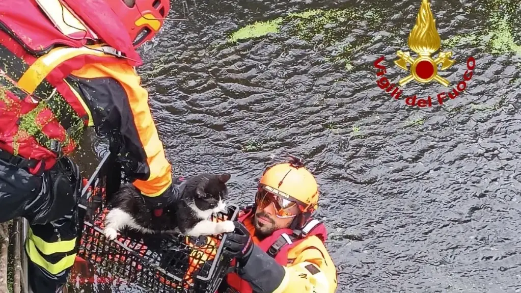 Gatto in uno scantinato allagato salvato dai Vigili del Fuoco ad Abbasanta
