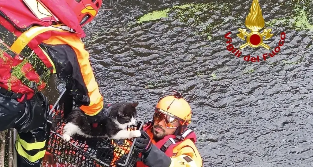 Gatto in uno scantinato allagato salvato dai Vigili del Fuoco ad Abbasanta